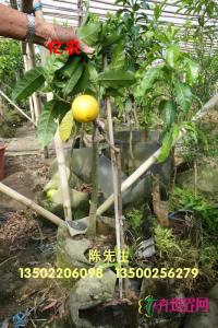 黄晶果